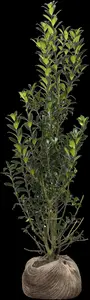 Ilex meserveae 'Heckenpracht' - P9 - image 5