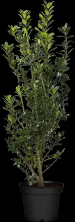 Ilex meserveae 'Heckenpracht' - 100-125 CM C12 - image 3