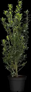 Ilex meserveae 'Heckenpracht' - 100-125 CM C12 - image 3