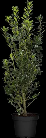Ilex meserveae 'Heckenpracht' - P9 - image 3