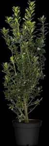 Ilex meserveae 'Heckenpracht' - P9 - image 3
