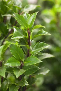 Ilex meserveae 'Jingleberry' - P9 - image 3