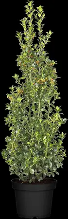 Ilex meserveae 'Jingleberry' - P9 - image 4