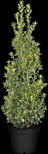 Ilex meserveae 'Jingleberry' - P9 - image 4