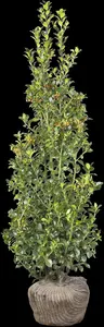 Ilex meserveae 'Jingleberry' - P9 - image 5