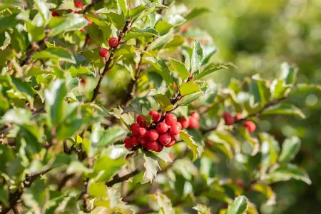 Ilex meserveae 'Smaragd' - P9 - image 3