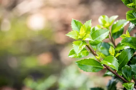 Ilex meserveae 'Smaragd' - P9 - image 4