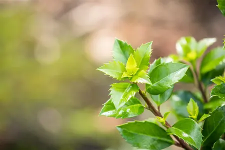 Ilex meserveae 'Smaragd' - P9 - image 5