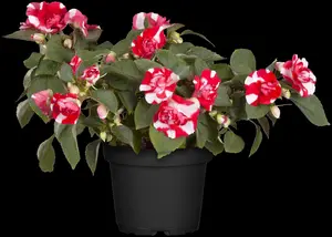 IMPATIENS MIX 20Pk - image 5