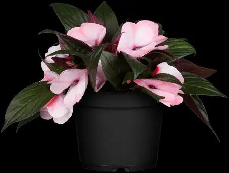 IMPATIENS MIX 20Pk - image 4