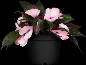 IMPATIENS MIX 20Pk - image 4