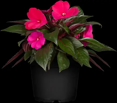 IMPATIENS MIX 20Pk - image 3