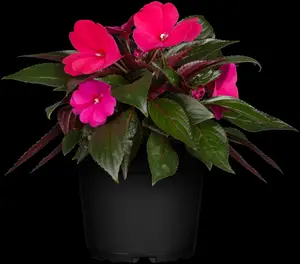 IMPATIENS MIX 20Pk - image 3