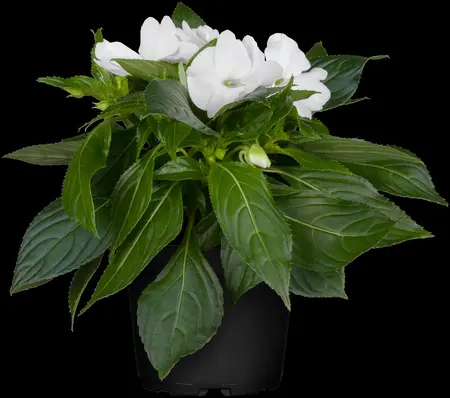 IMPATIENS MIX 20Pk - image 1
