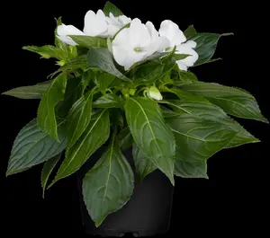 IMPATIENS MIX