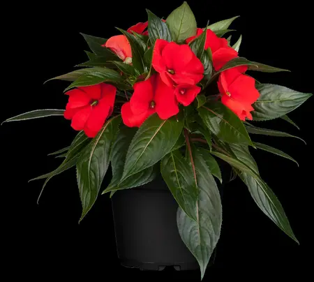 IMPATIENS MIX 20Pk - image 2