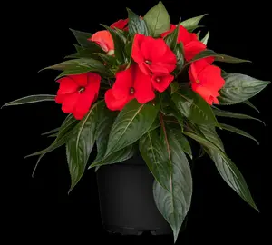 IMPATIENS MIX 20Pk - image 2