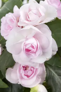 IMPATIENS NEW GUIN MIXED 1L - image 3