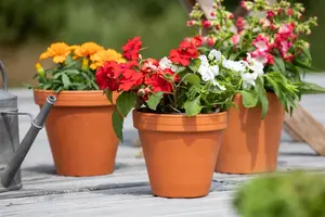 IMPATIENS NEW GUIN MIXED 1L - image 4