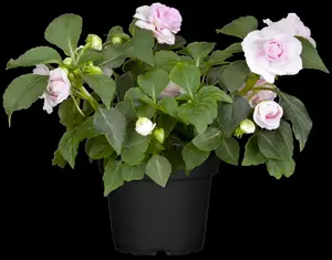IMPATIENS NEW GUIN MIXED 1L - image 2