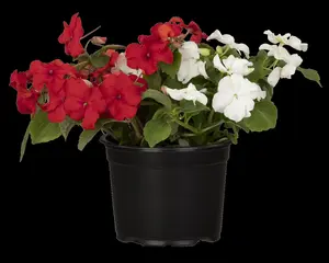 IMPATIENS NEW GUIN MIXED 1L - image 5