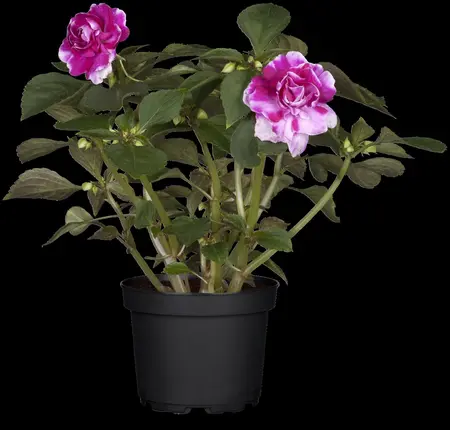 IMPATIENS NEW GUIN MIXED 1L - image 1