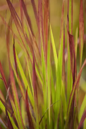 IMPERATA c RED BARON 2L - image 4