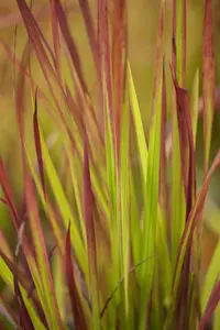 IMPERATA c RED BARON 2L - image 4