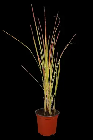 Imperata cyl. 'Red Baron' - P9 - image 1