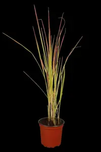Imperata cyl. 'Red Baron'