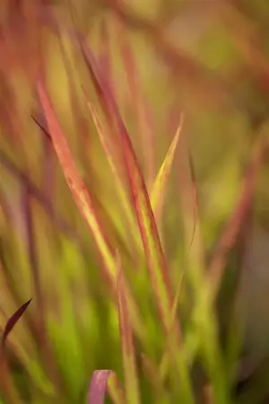Imperata cyl. 'Red Baron' - P9 - image 5