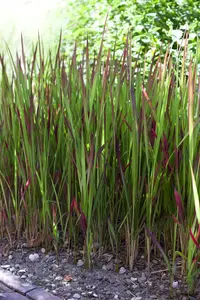 Imperata cyl. 'Red Baron' - 30-40 CM C2 - image 4