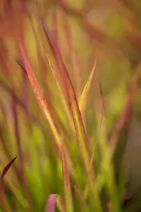 Imperata cyl. 'Red Baron' - 30-40 CM C2 - image 5