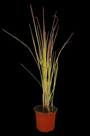 Imperata cyl. 'Red Baron' - C3.5 - image 1
