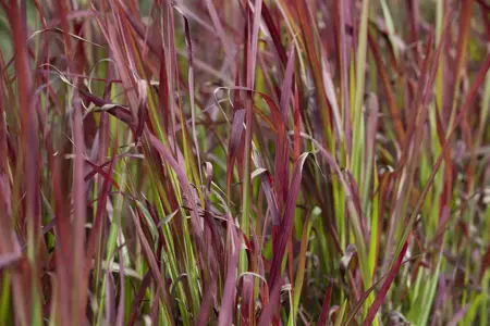 Imperata cyl. 'Red Baron' - P9 - image 3