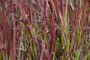 Imperata cyl. 'Red Baron' - P9 - image 3