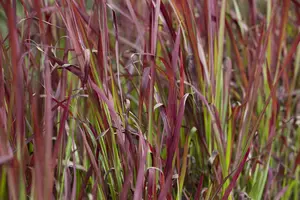 Imperata cyl. 'Red Baron' - C3.5 - image 3