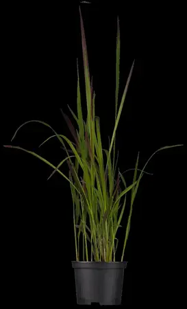 Imperata cyl. 'Red Baron' - P9 - image 2