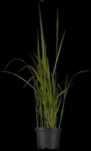 Imperata cyl. 'Red Baron' - P9 - image 2