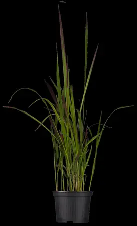 Imperata cyl. 'Red Baron' - 30-40 CM C2 - image 2