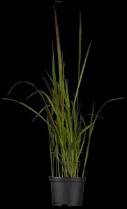 Imperata cyl. 'Red Baron' - 30-40 CM C2 - image 2