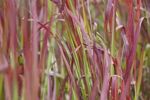 Imperata cylindrica