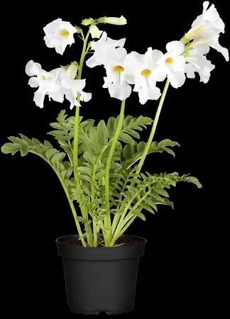 Incarvillea del. 'Snowtop' - P11