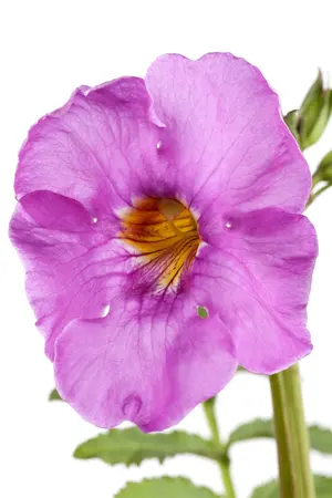 Incarvillea delavayi - P11 - image 1