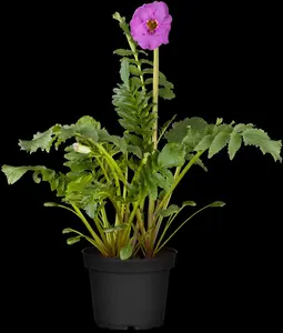 Incarvillea delavayi - P11 - image 3