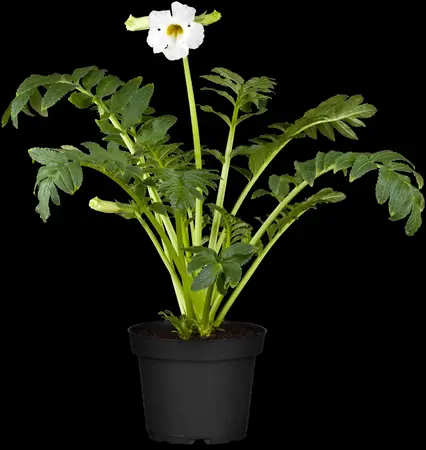 Incarvillea delavayi - P11 - image 4