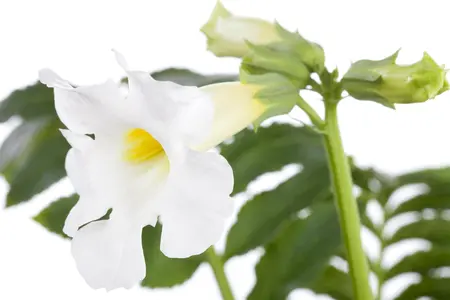 Incarvillea delavayi - P11 - image 2