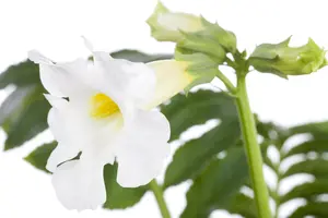 Incarvillea delavayi - P11 - image 2