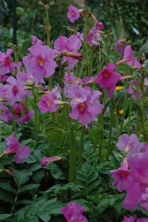 Incarvillea delavayi - P11 - image 5