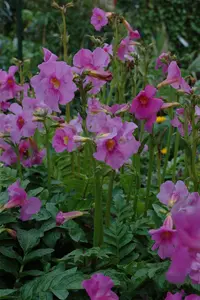 Incarvillea delavayi - P11 - image 5